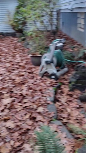 Fall clean up | Guadalupe Rojas