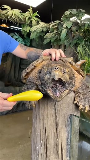 Deadly Turtle Bite 😨 #shorts