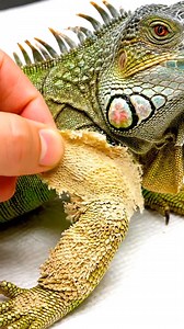 10K views · 82 reactions | “Lizard Shedding Process Explained” #Lizard #Shedding #Reptiles #LizardCare #NatureFacts #ReptileTok #PetLizard #AnimalEducation | Bearded Dragon Life | Facebook