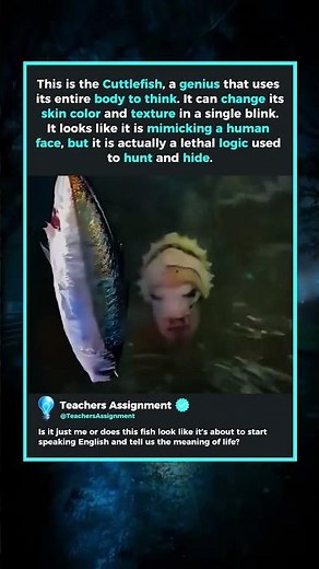 The Ocean's Most Intelligent Shape-Shifter! Cuttlefish Magic