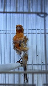 66K views · 2.7K reactions | Parisian Frill Canary  . . . . . . . . .. . . .  #animalshots #birdlife #birdlove #canary #Kanarienvögel #birds_of_instagram #instapet #birdlover #animals #pet #birdworld #instabirds #ig_birds #loves_birds #bestnatureshot #your_best_birds #animazing_birds #cutebirds #bird_lovers_daily #stuttgart #beautiful #beautifulbirds #ig_birdlovers #ic_birds #birdingphotography #instabird #birdsplanet #birdstagram #reels | Canary birds Kanarienvögel | Facebook