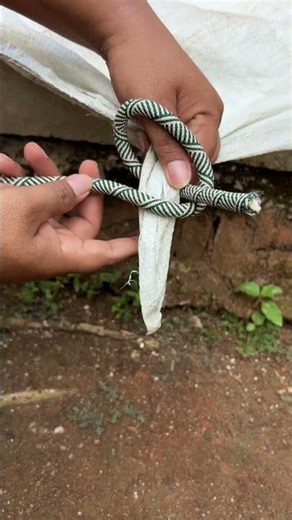 The Best Tarp Corner Knot You'll Ever Learn! #knot #shorts #diy