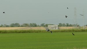 Lots of birds to see in rice country right now - including song birds like the Red-wing Blackbirds and Great Blue Herons and Great Egrets that use the planted rice fields to rest and look for food. Video from Sutter County. | California Rice Commission