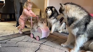 Giant Howling Wolves Go CRAZY Seeing Their Long Lost Friend!! | Life with malamutes