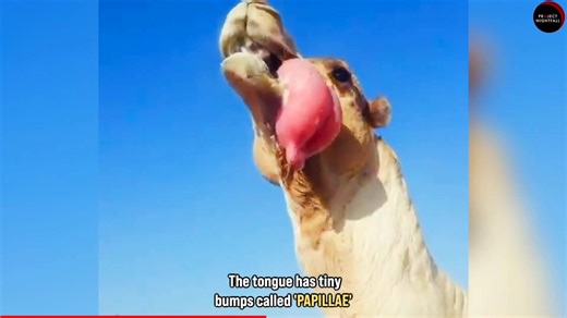 The bizarre mating behavior in nature that seems too strange to be real but absolutely is