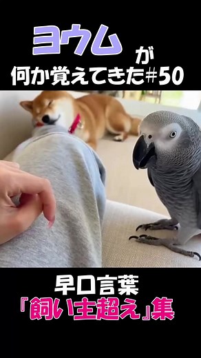 『飼い主超え』ヨウム集 #天才ヨウム #喋る鳥 #ヨウムのぴぃちゃん