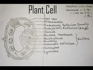 How to draw Plant Cell . Very easy. Step by step.