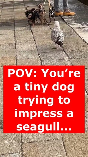 Tiny Dog vs. Seagull Showdown: An Adorable Clash You Can't Miss