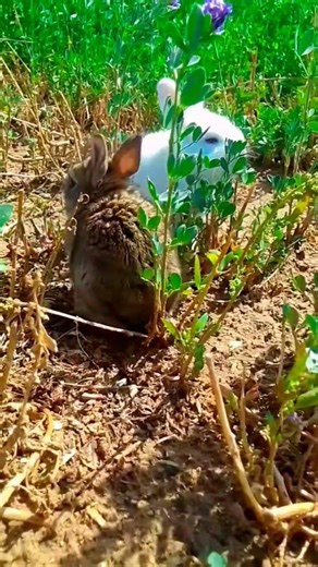 My rabbit ki Masti or aaj ka din 💗🍀#rabbit #cute #animals #cool #love ‎⁨@MrBeast⁩ ‎⁨@Brown-Rabbit⁩