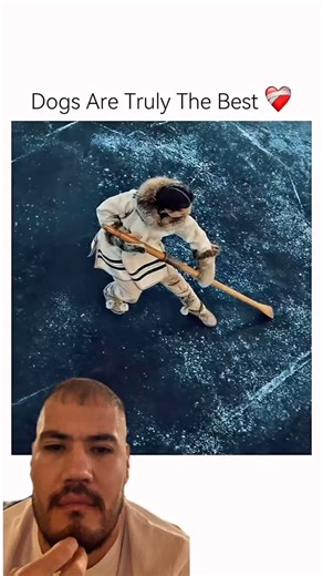 48K reactions · 231 shares | Dogs are truly the best ❤️‍啕#dogs #truly #foryou #tranding | Said Noor | Facebook