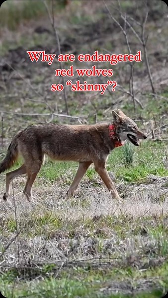 Aspen S. on Instagram: "When many of us think of the word “wolf”, we think of those majestic fluffy tundra- adept gray wolves (Canis lupus) that rule places like Yellowstone, northern Canada, and other places that get cold. But endangered red wolves (Canis rufus) are native to the southeastern United States where the heat and humidity can be agonizing even with a short coat, much less a fluffy one. In warmer months especially, red wolves may look “skinny” but they are in fact perfectly adapted t