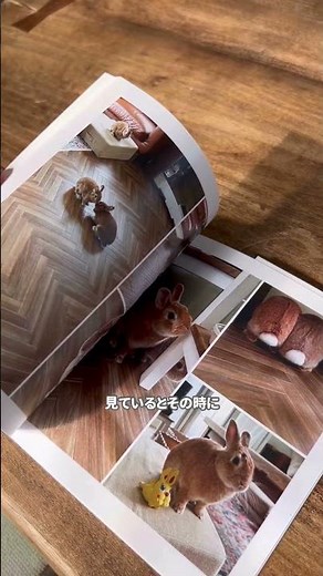 \\🐰うちの子専用の宝物アルバムが完成♡／#shorts