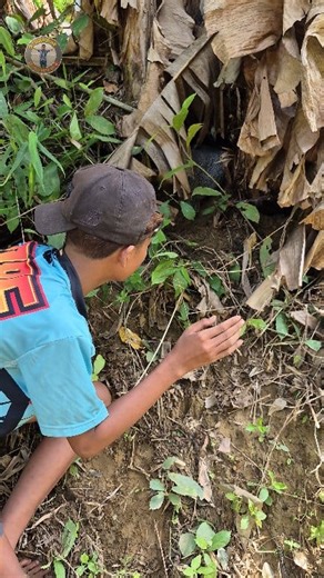 1.4K views · 12 reactions | Nesting in a banana tree | YuzuNime | Facebook