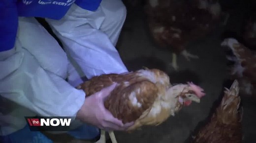 BREAKING: ABC News walks with DxE as we rescue a dying bird from a cage-free farm. You won't believe the industry's response. TAKE ACTION: CrushedAtSafeway.com | Direct Action Everywhere - DxE