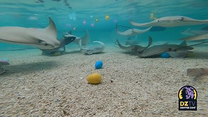 1M views · 10K reactions | Did you know that all 3,000+ animals who...