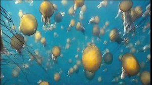 Unsere Ozeane Trailer DF