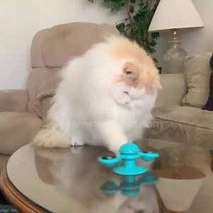 6K views · 1.8K reactions |  Oh My.. Watch This Cat Play  It's an Amazing 5-in-1 Cat Toy!  | Amazingly Cat | Facebook