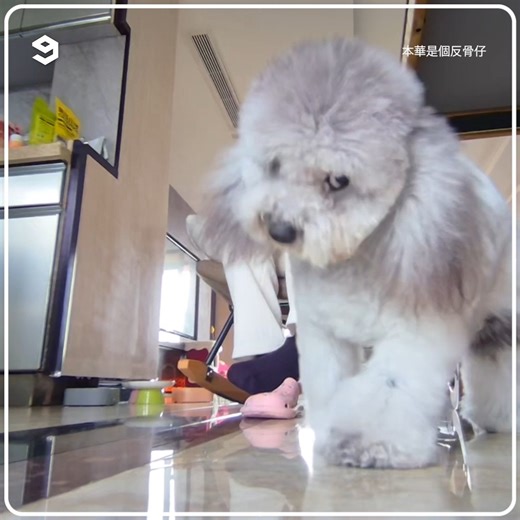 This dog hates his pet camera 🎥! | 9GAG TV