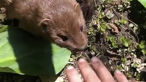 Battle Creek family has up-close encounter with wild mink