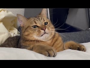 最近もふくなりすぎて首が無くなってきた猫と全力で遊んだ結果…