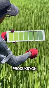 12K views · 59 reactions | Mas mataas ang ani dahil sa tamang pataba, gamit ang leaf color chart. #RICEFARMING #agritech #SmartFarming #SustainableAgriculture | DabarkadzTv | Facebook