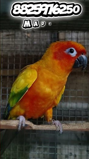 Sun Conure Breeding Pair for Sale 🔥🔥🔥 Red Factor