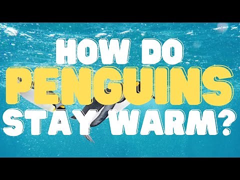 Science Experiments For Kids | How Does Blubber Keep Penguins Warm?