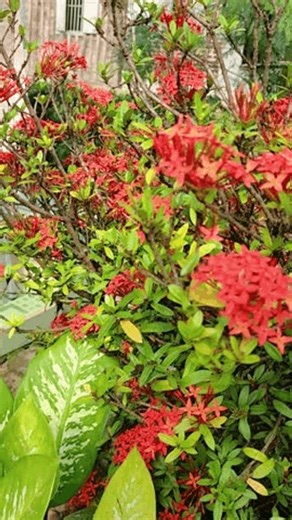 clip-3989439373-ashoka-flowers-red-orange-color-bloom-morning