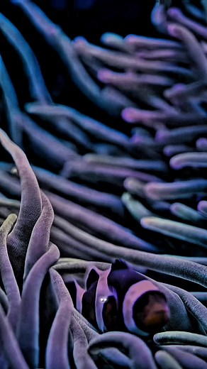 Discover the Enigma of the Long-Armed Squid