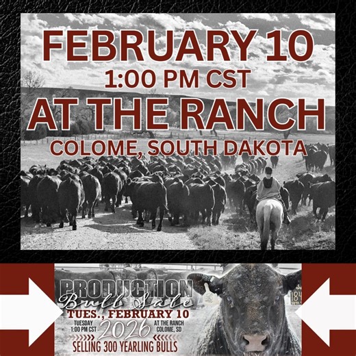 Raven Angus Annual Production Sale Tuesday, February 10, 2026 @ 12:00 am Central At the Ranch Colome, SD Selling 300 Yearling Bulls View Catalog & Videos Online: https://bit.ly/46bCLLf | Livestock Digital