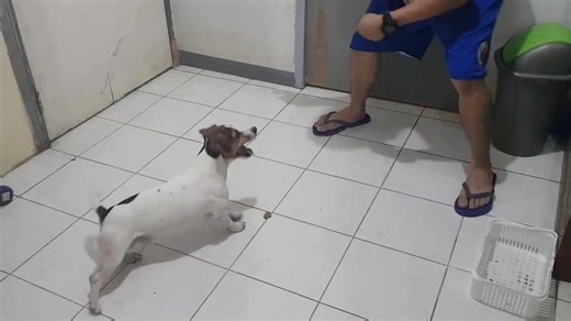 12K views · 566 reactions | Sample tricks ni Milo, Milkapap and Pia :) | Milo & Friends | Facebook