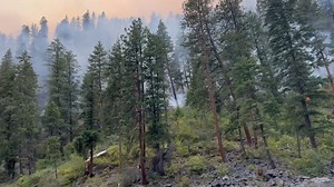 Fire Update July 12, 2025 🔥Big Bear Fire: An infrared flight on July 11 mapped the fire at 590 acres. Firefighters are on the Salmon River installing point protection at Arctic Creek Lodge and River of No Return Lodge. River recreation is not impacted at this time. As of today, the Big Bear fire is primarily a low to moderate intensity ground fire, with little fire observed in the crown and only isolated torching. See video. More information here: https://inciweb.wildfire.gov/incident-informati