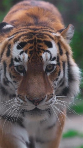 🌍🐾 Today is World Animal Day! Take a moment to pause and celebrate the animals that make our world so extraordinary. 💚 At EIA, we continue to be inspired by their beauty, their resilience and the wild places they call home. 🐘🐅🐋🦏🦔💙 This is why we continue to fight for justice for these incredible creatures by tackling wildlife crime and exploitation around the world. ✨ Help us fight wildlife crime and support our work today - find out more at https://loom.ly/menJ5fs #WorldAnimalDay #Prot