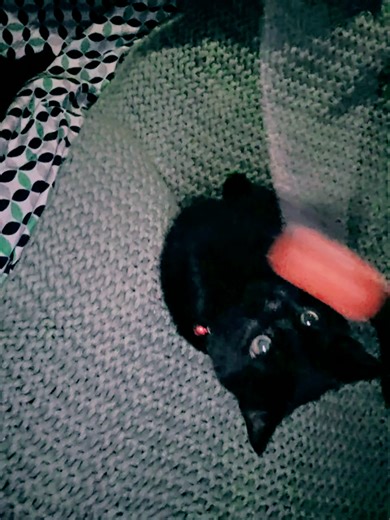 Uncle Buck #catsoftiktok Queenofcrazyhouse