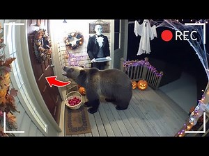 Cute animals scared by Halloween decorations 🎃 Caught on camera