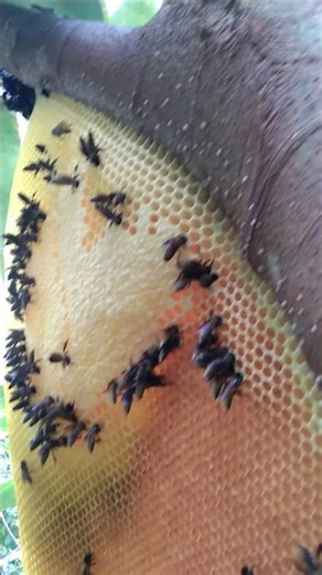 the discovery of a very unusual large honey #shots #shots #shots