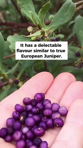 Anyone there who knows Native Juniper? 🙋 Here are 3 facts about Boobialla that you should know! ✅ The Native Juniper 'Myoporum insulare' commonly known as Boobialla is a native, salt-tolerant fruiting, shrub. You can find this species of Boobialla growing wild on dunes, coastal cliffs and mangrove fringes across WA, NSW, Victoria, SA and Tasmania. Boobialla (Myoporum insulare) fruiting begins in late summer, with the fruit edible straight off the plant or kept aside for jams, tarts or even home