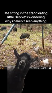 39K views · 204 reactions | Texas predator & hog hunting adventures on Reels | Facebook