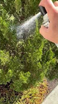 How to get rid of a wasp nest