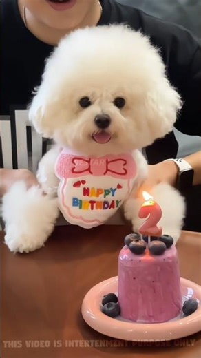 Dogi celebrated his birthday🎉🥰