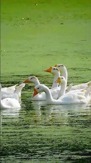 Watch These Beautiful Ducks Swim Peacefully | Nature Relaxation | #shorts #birds #trending