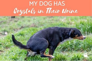 My Dog Has Crystals in Their Urine - Types, Causes and Treatment of Bladder Stones