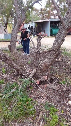 Beware of handing your wife a chainsaw. 😁. We're are getting bushfire ready and have more trees coming down in the next month all to keep the village safe as well as lots of tree trimming Keep a lookout for lady with chainsaw. | Old Tailem Town Pioneer Village