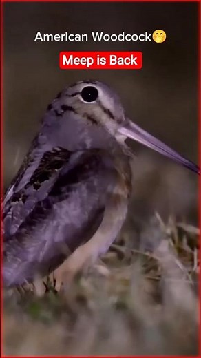 Timberdoodle American Woodcock Meep Calls 🐦🎶 #meep #pent #pentcall