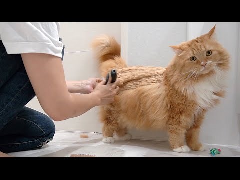 [Summer cuts]I got a summer cut on my long-haired cat and he became a lion![Munchkins]