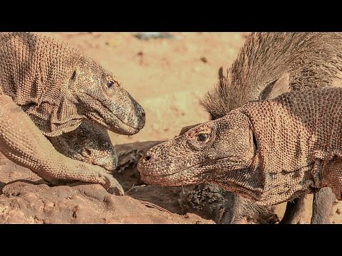 The Secret Lives of Reptiles: Lizards, Turtles, and Dragons