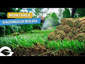 Rolled lawn | Land preparation and installation in the garden |🏡