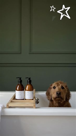 Discover Cool Pet Accessories from Wolf & Badger!