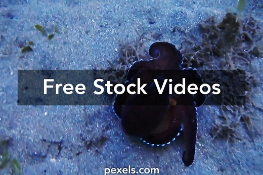 Octopus Videos, Download The BEST Free 4k Stock Video Footage & Octopus HD Video Clips