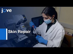 Skin Repair by Ex vivo Wound Model and Whole-Mount Staining Approach | Protocol Preview